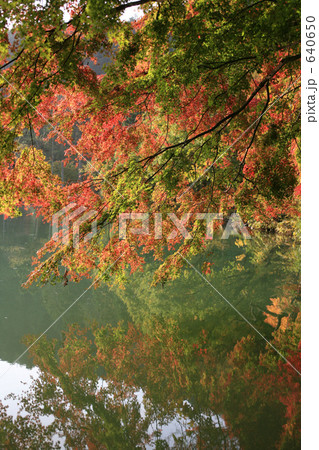水面の紅葉 640650