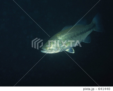 ブラックバス本栖湖にて 641440