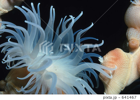 ヤギにつくイソギンチャクの写真素材