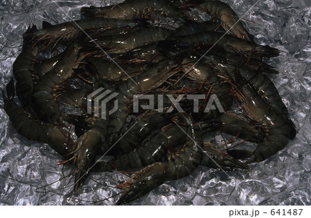 ブラックタイガーエビ 641487