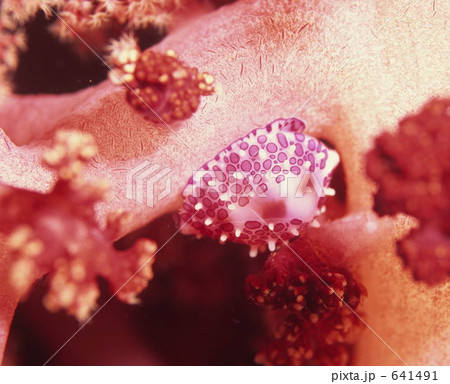 トゲトサカにひそむテンロクケボリガイ 641491