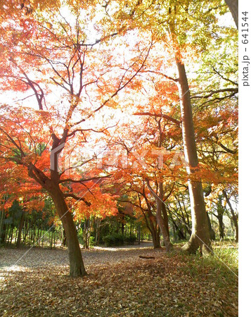 国立天文台の紅葉 641544