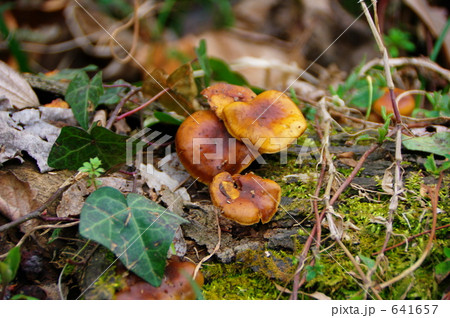 植物の世界 植物の世界 641657