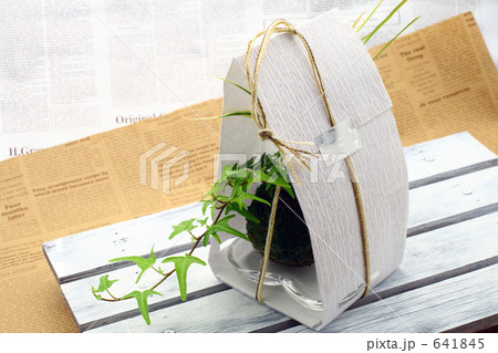 ナチュラル プレゼント グリーンのプレゼント ナチュラル プレゼント グリーンのプレゼント 641845