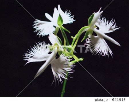 白鷺草 白鷺草 641913