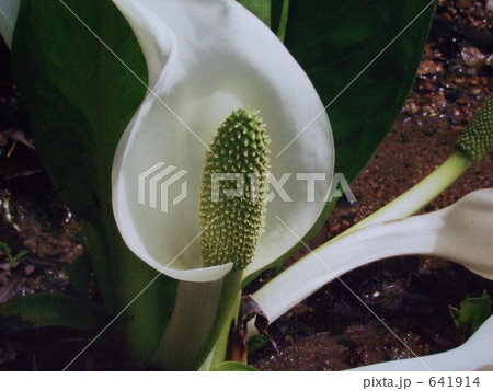 水芭蕉 水芭蕉 641914