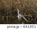 ダイサギの捕食 641951