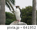 ペンギン 641952