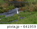 野川のダイサギ 641959