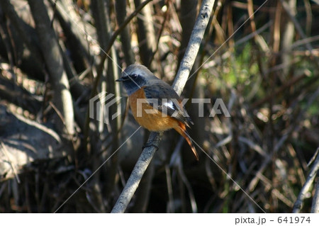 ジョウビタキ　 641974