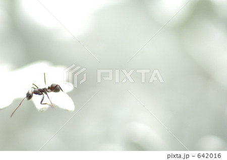 クロアリ クロアリ 642016