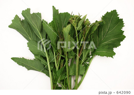 川の土手で摘んできた「からしな」 642090