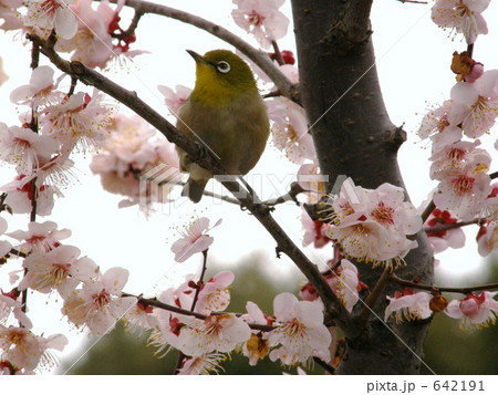 梅とメジロ　japanese apricot 642191