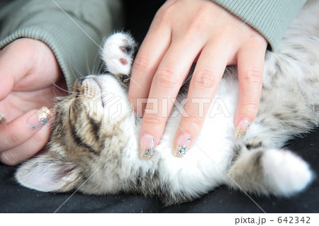 女性の手と子猫 女性の手と子猫 642342