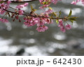 カワズザクラ 642430