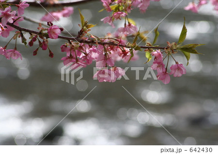 カワズザクラ 642430