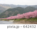 カワズザクラ 642432
