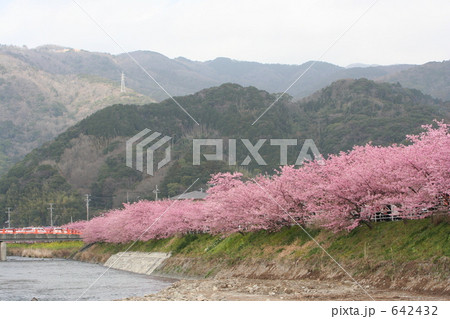 カワズザクラ 642432
