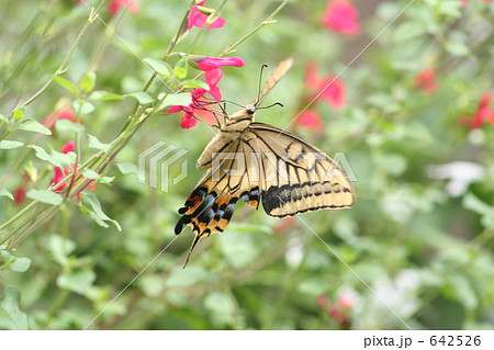 アゲハチョウ 642526