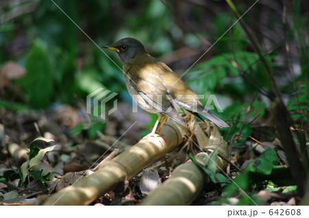 シロハラ シロハラ 642608