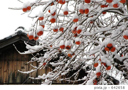 雪の積もった柿の枝 雪の積もった柿の枝 642658