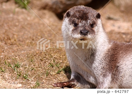ユーラシアカワウソ ユーラシアカワウソ 642797