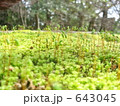 苔の坊や 643045