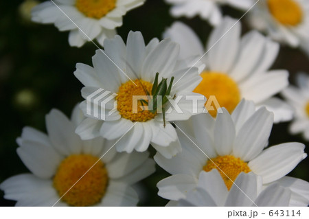 花とバッタの赤ちゃん 643114