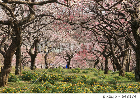 武蔵野森林公園の梅林 武蔵野森林公園の梅林 643174