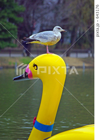 きみの頭に止まらせて 643176