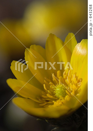 福寿草 福寿草 643268