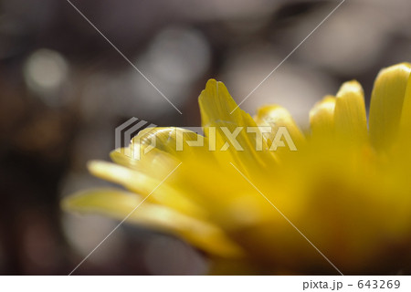 福寿草 福寿草 643269