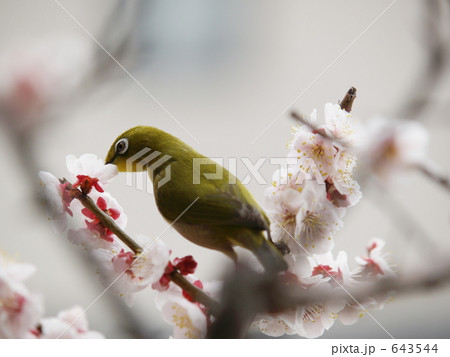 梅の蜜を吸うメジロ 643544