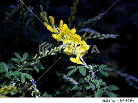 ヒメエニシダの花 ヒメエニシダの花 644497