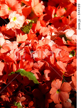 プリムラ・ジュリアン プリムラ・ジュリアン 644499