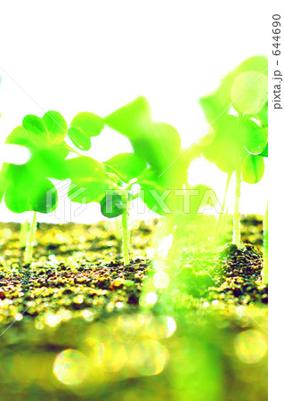 大地と双葉の若葉 644690