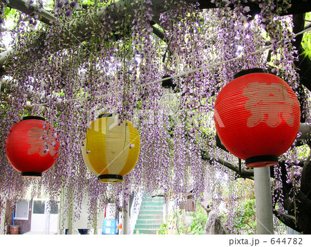 藤祭り 藤祭り 644782