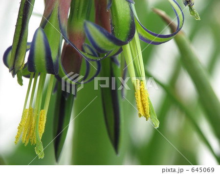 ビルバージア・ヌタンス クローズアップ ビルバージア・ヌタンス クローズアップ 645069