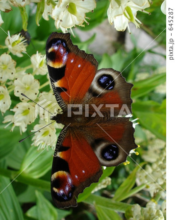 コバイケイソウとクジャクチョウ コバイケイソウとクジャクチョウ 645287