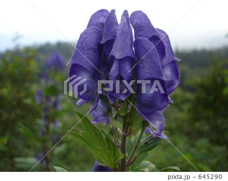 八幡平 オクトリカブト 八幡平 オクトリカブト 645290
