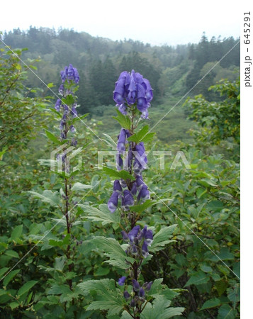 八幡平　オクトリカブト 645291