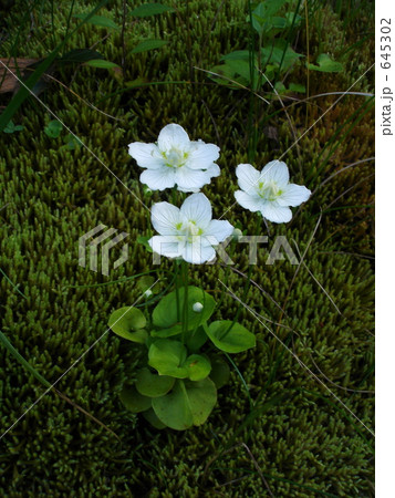 八幡平のウメバチソウ 645302