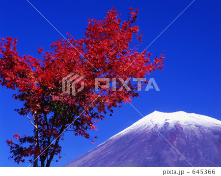 燃える紅葉と富士 645366