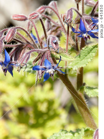 ポリジの花 645850
