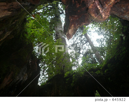 自然の中の愛 645922