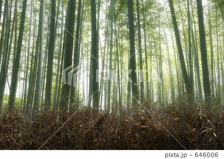 竹林 竹林 646006