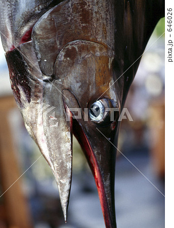 釣り上げられたカジキ 646026