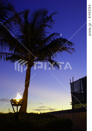 ヤシの木と三日月 ヤシの木と三日月 646094