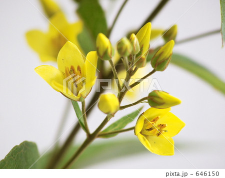 草連玉 クサレダマ 草連玉 クサレダマ 646150