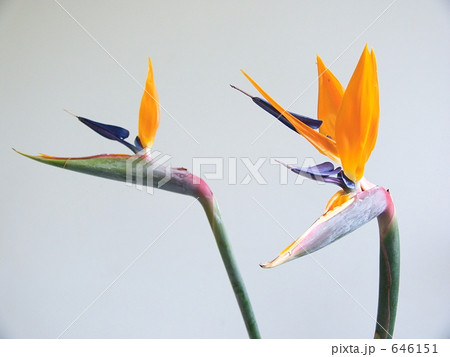 ストレリチア 646151